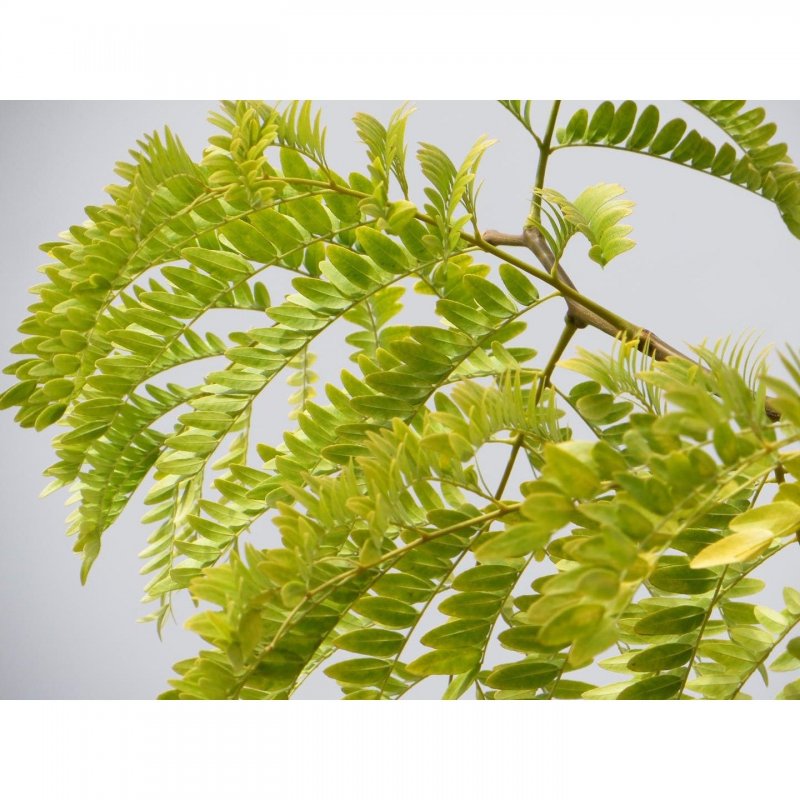 Gleditsia triacanthos Skyline