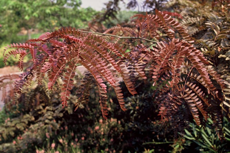 Gleditsia triacanthos rubylace