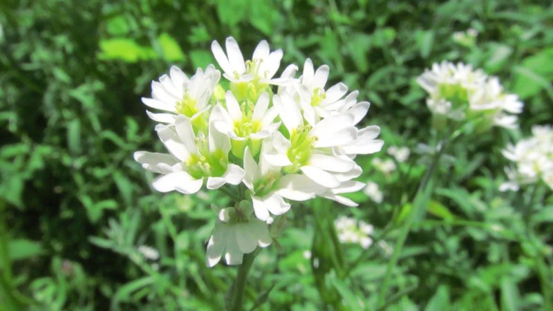 Ауриния многолетняя (Икотник)