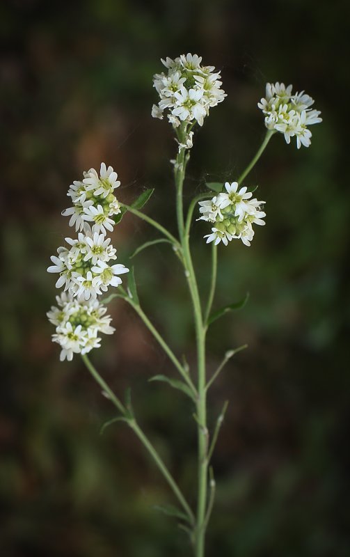 Икотник серый – Berteroa incana (l.) DC.