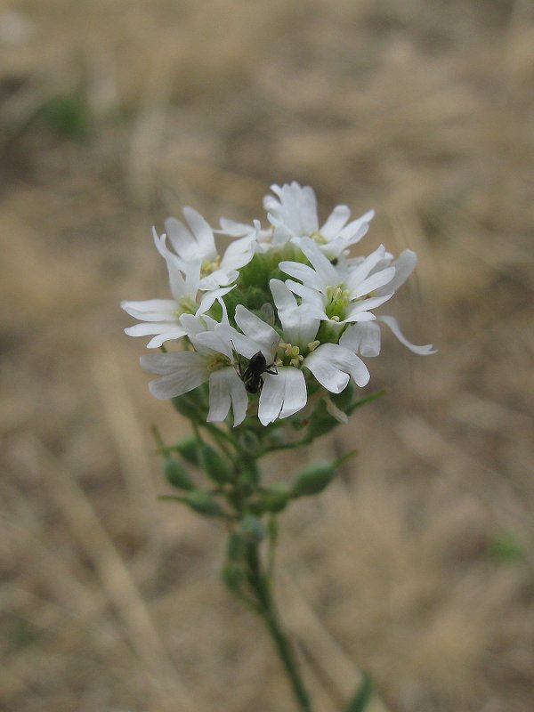 Arabidopsis petraea
