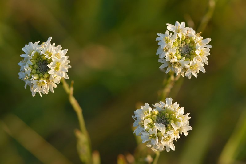 B. incana (l.) DC. — Икотник серый
