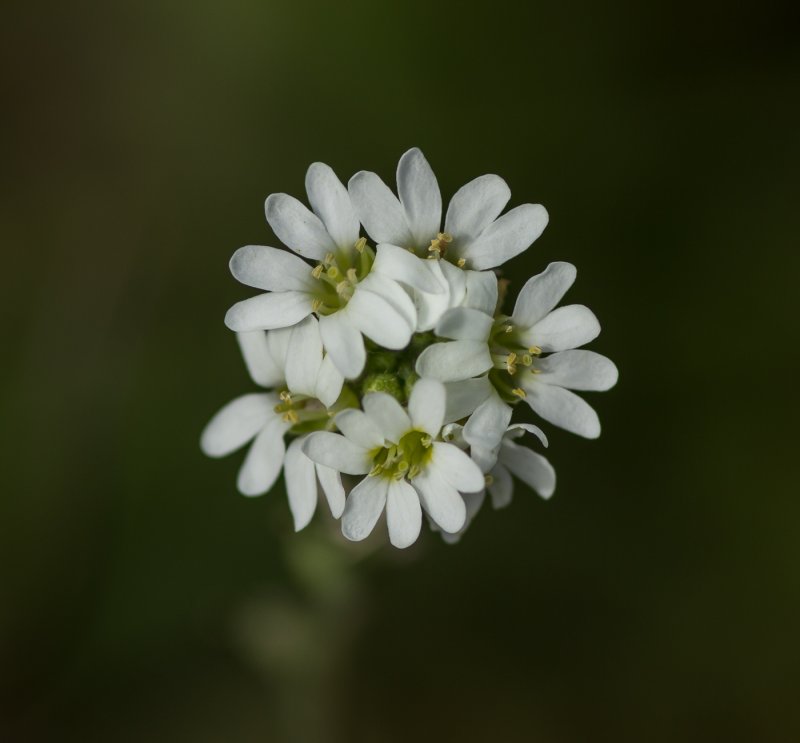 Икотник серый