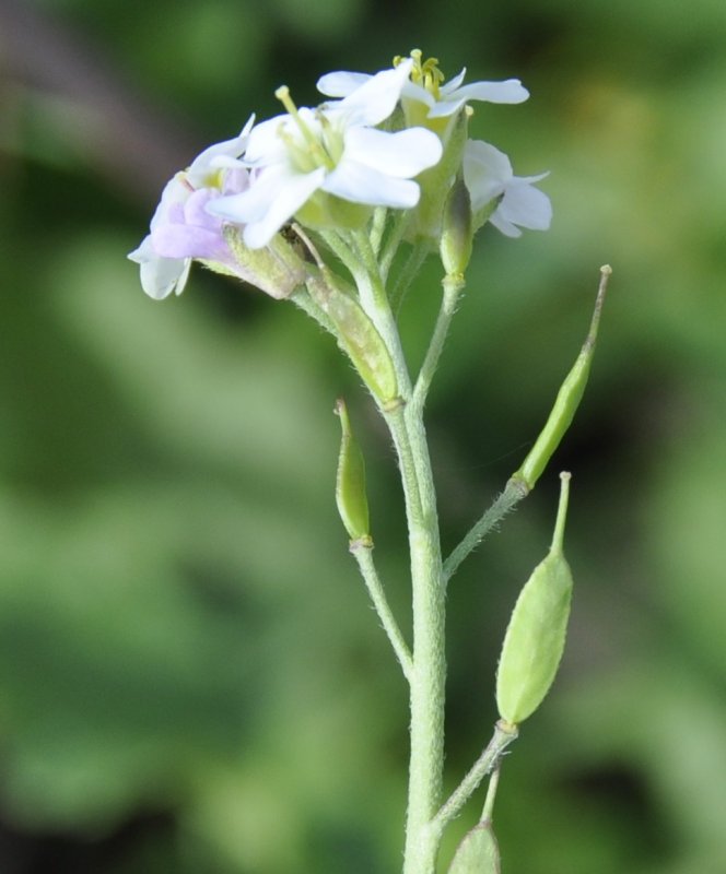 Hoary Alyssum