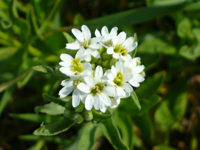 Икотник серый (Berteroa incana)
