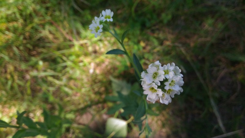 Икотник серый (Berteroa incana)