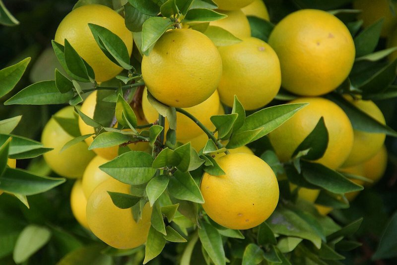 Цитрус Лаймкват Юстис Citrus Limequat eustis