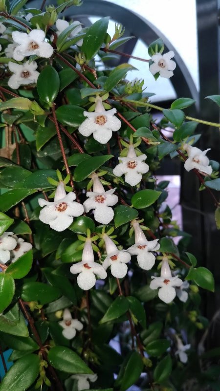 Кодонанта gracilis