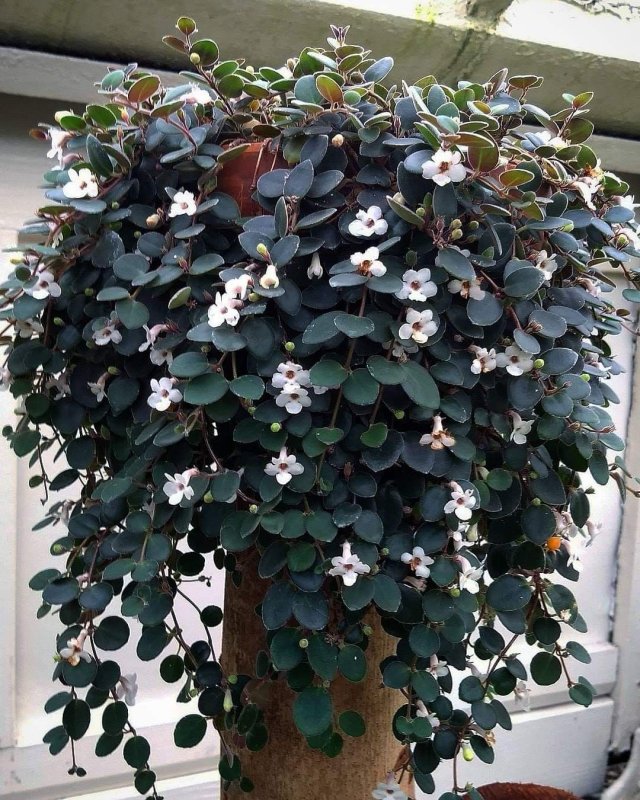 Codonanthe crassifolia