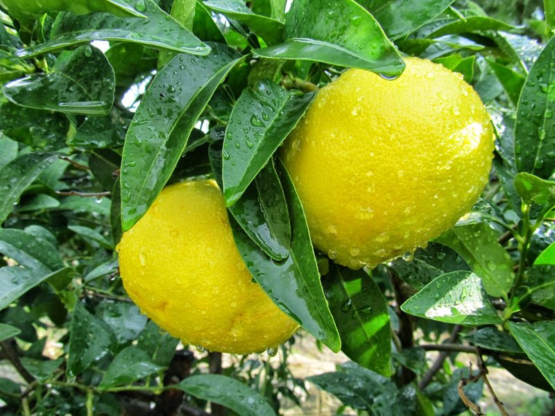 Citrus Paradisi Macfayden