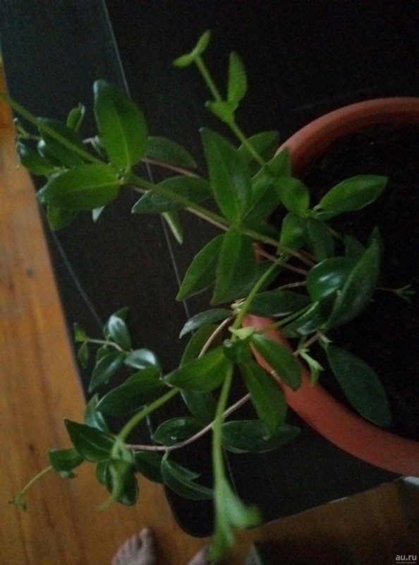 Codonanthe crassifolia