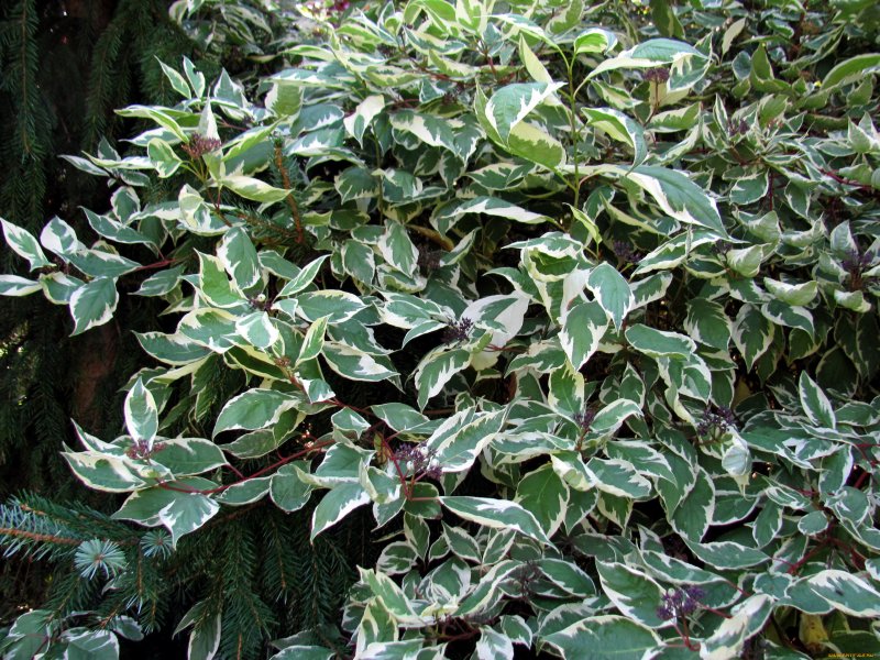 Пеперомия pereskiifolia