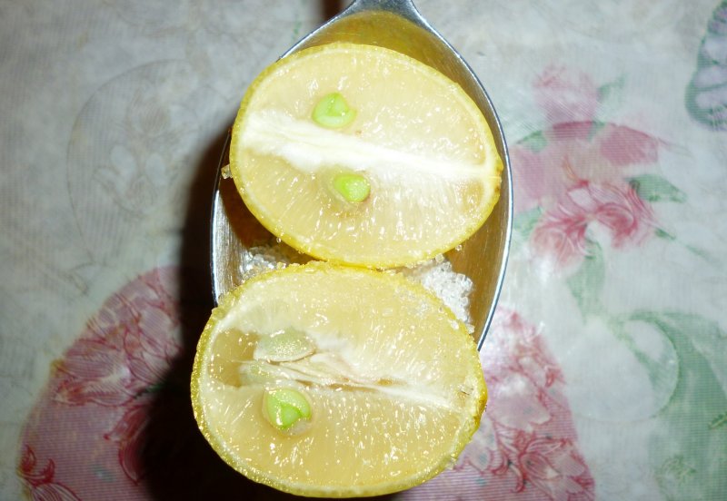 Limequat eustis