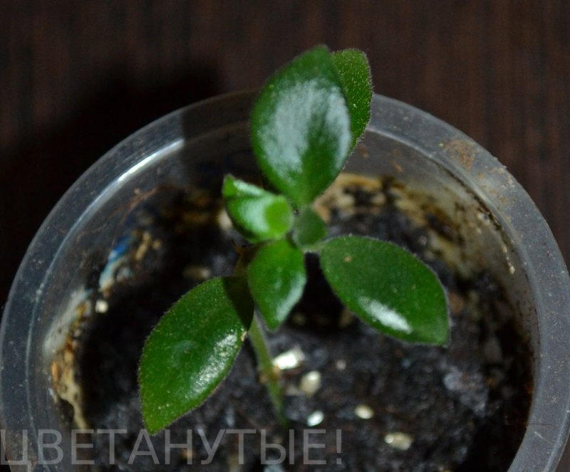 Кодонанта gracilis