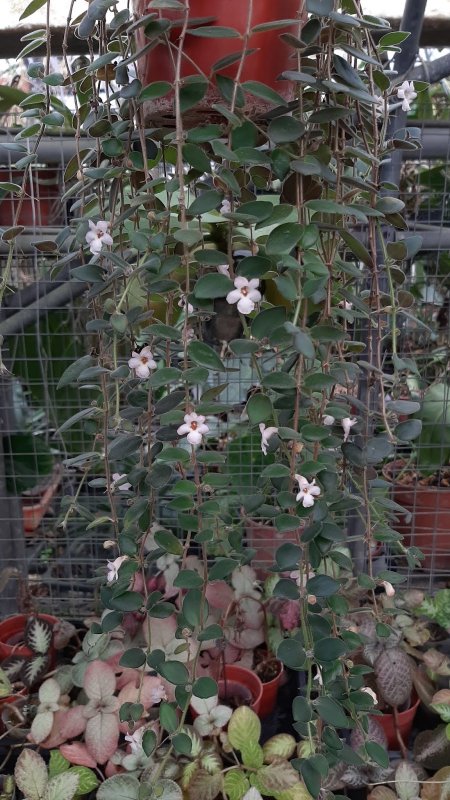 Artabotrys crassifolius