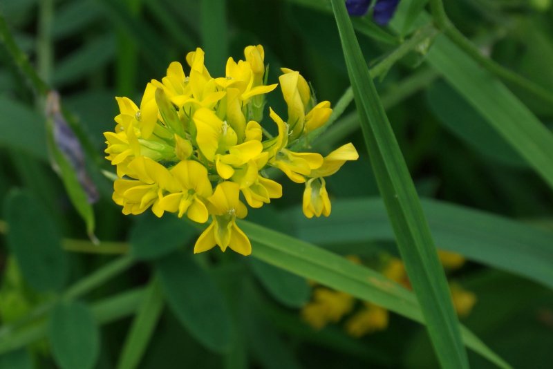 Люцерна серповидная (Medicago falcata)