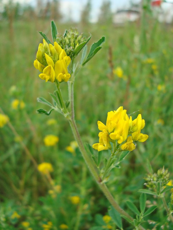 Люцерна серповидная (Medicago falcata)