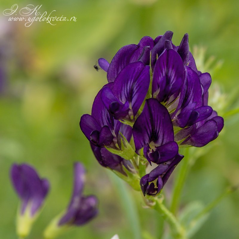 Medicago cancellata Предкавказье