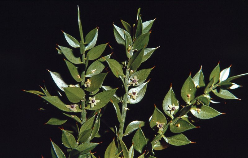 Rúscus aculeatus