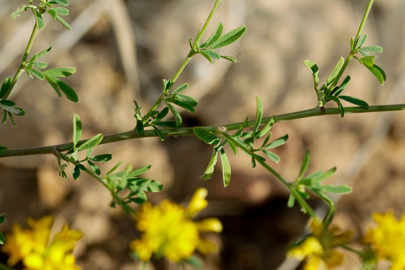 Люцерна посевная Medicago Sativa