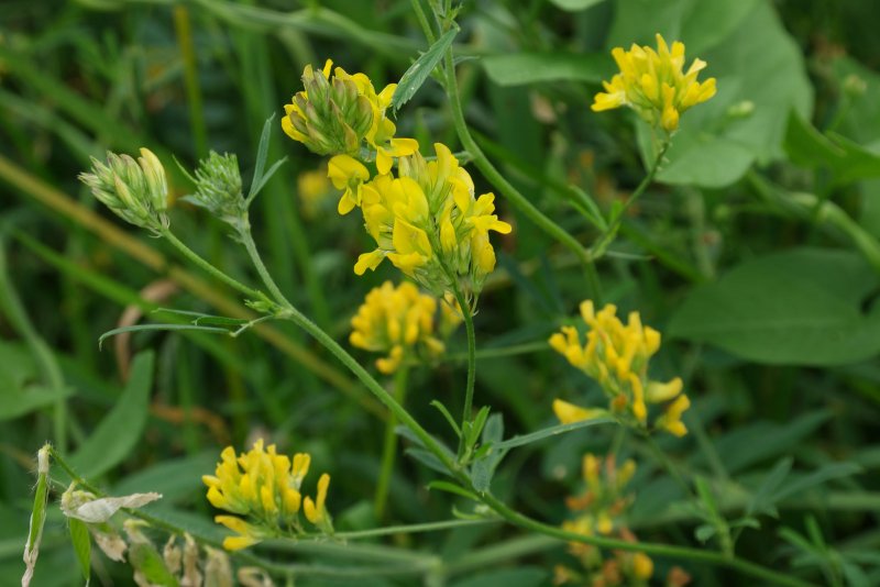 Люцерна жёлтая (серповидная), Medicago falcata studfile