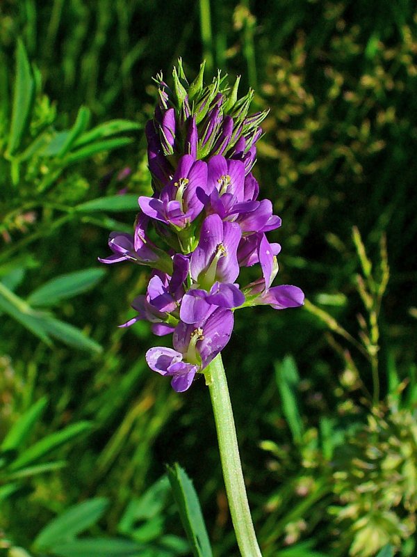 Люцерна румынская Medicago