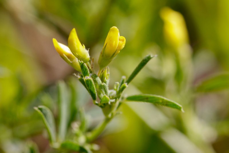 Люцерна Medicago Sativa