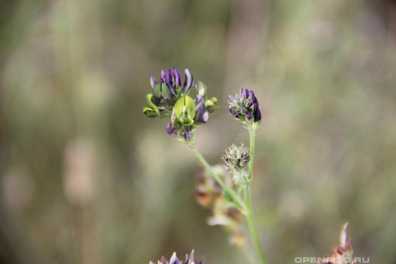 Medicago saxatilis