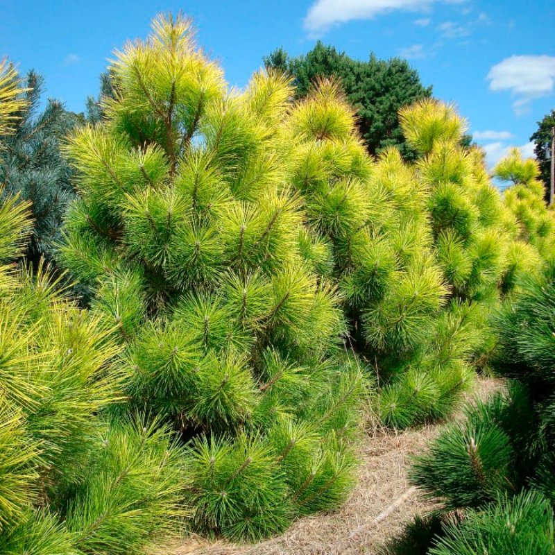Pinus thunbergii 'ogon'