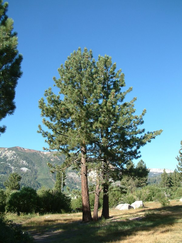 Pinus Ponderosa