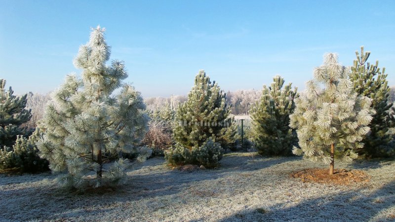 Сосна желтая Скальная