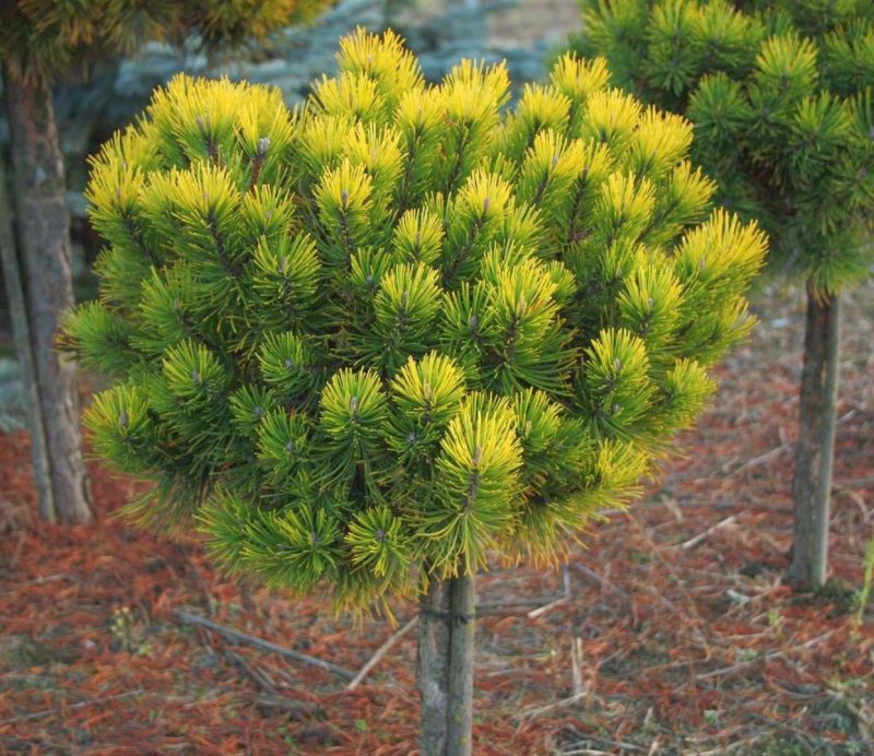 Сосна Ponderosa