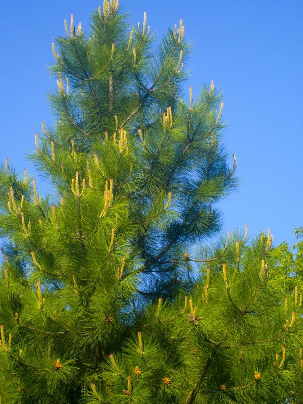 Сосна Орегонская(Ponderosa)