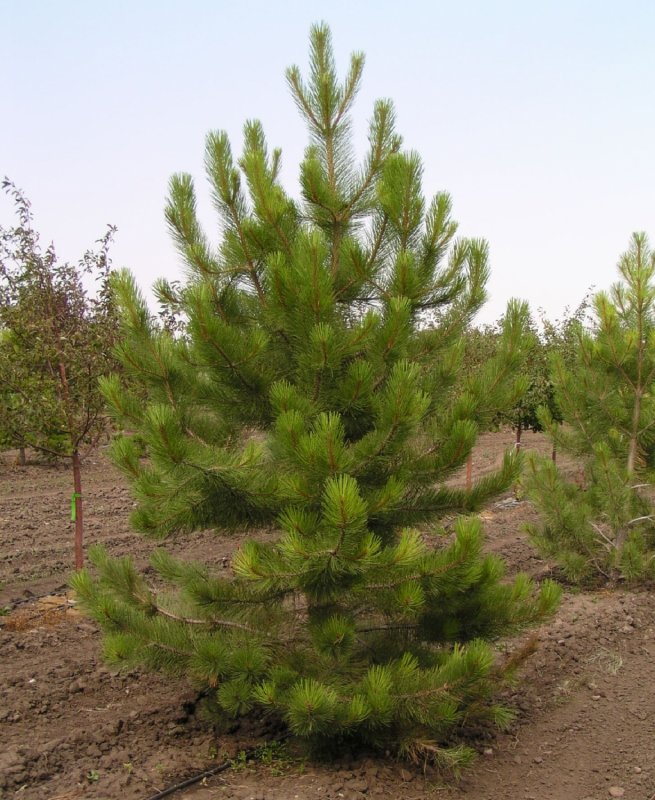 Pinus tabuliformis