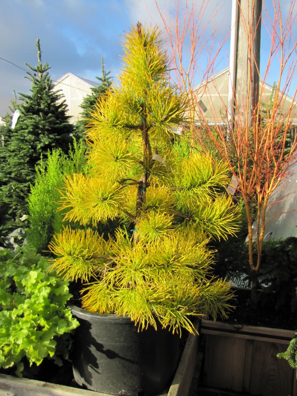 Pinus Ponderosa Richard Bush