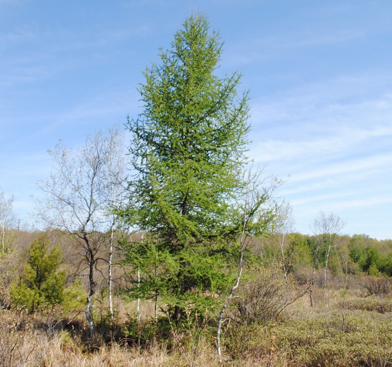 Лиственница американская Larix laricina