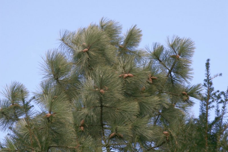 Сосна желтая Pinus Ponderosa