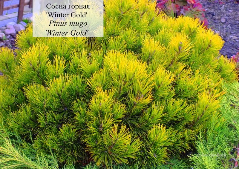 Сосна калабрийская орехи