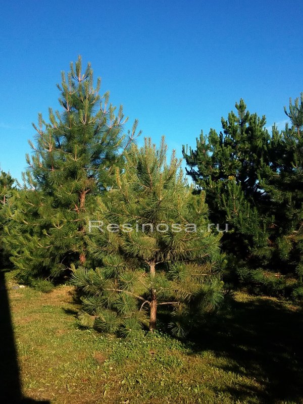 Pinus contorta Krnak