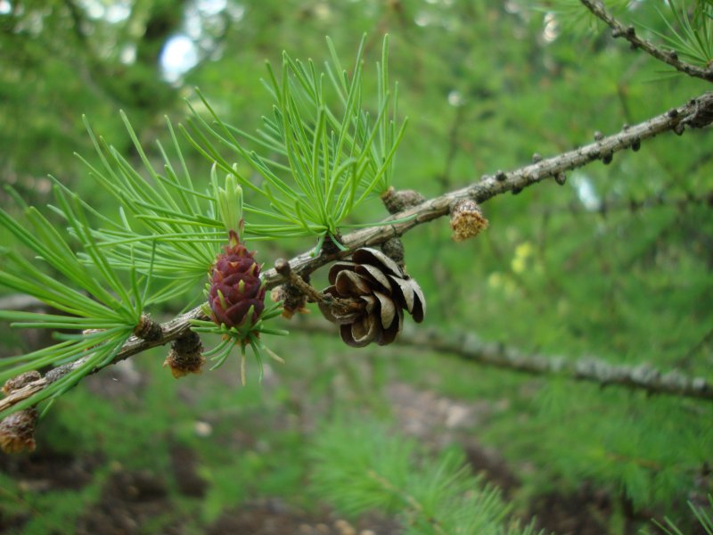 Лиственница-Тамарак (Larix laricina)