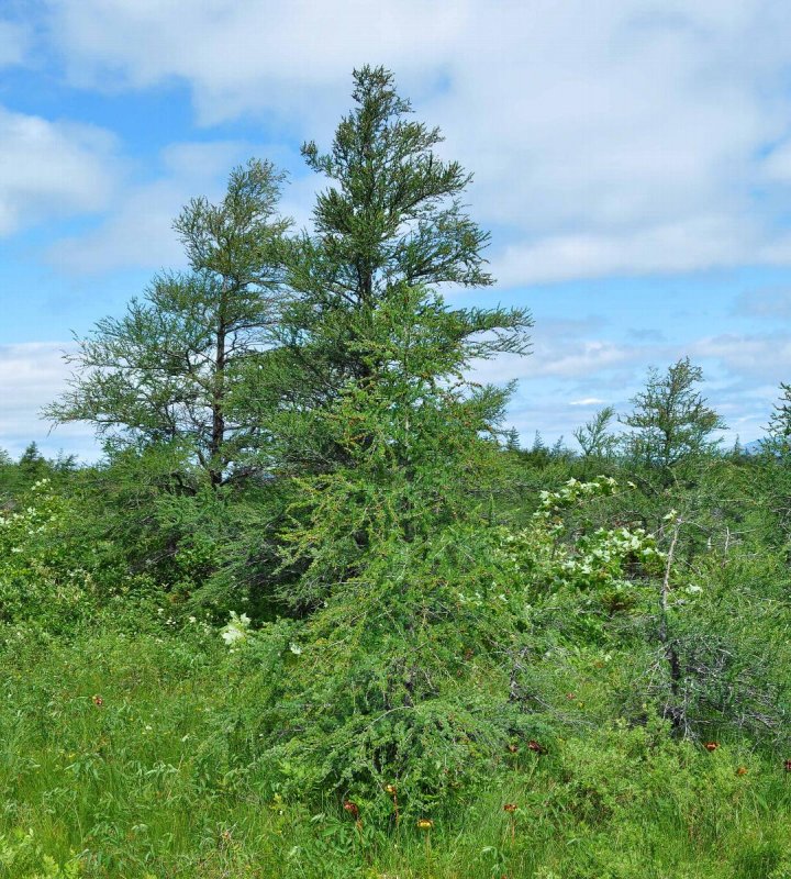 Лиственница американская