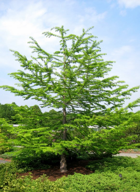 Pseudolarix amabilis