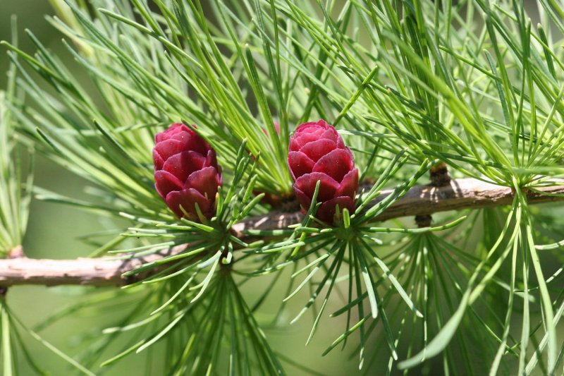 Лиственница Сибирская Larix sibirica
