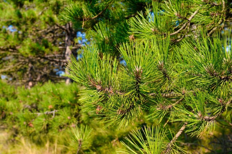 Pinus Ponderosa
