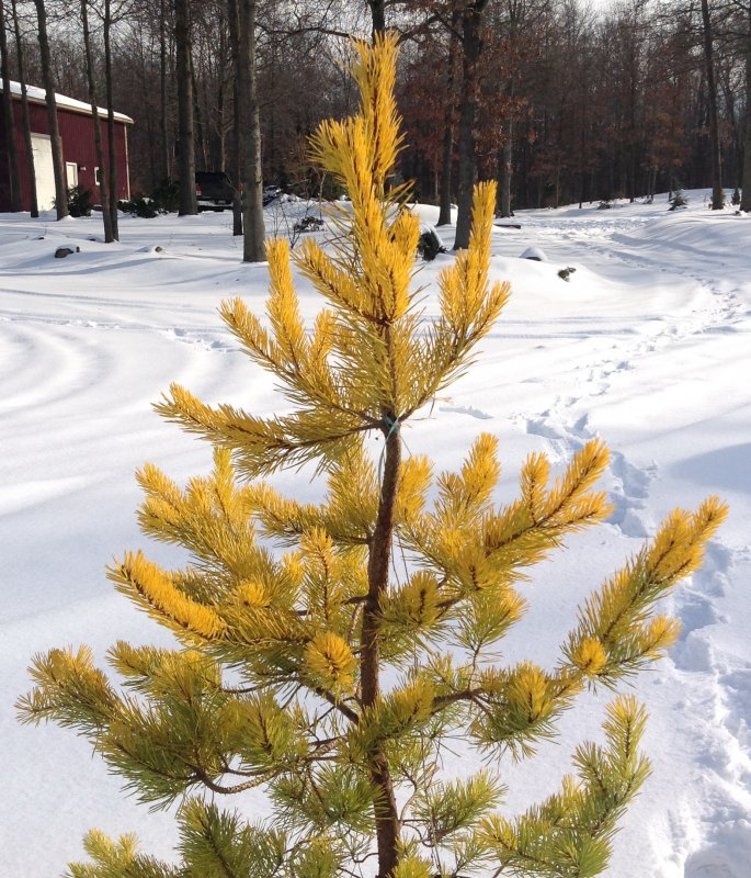 Pinus Sylvestris (сосна обыкновенная) 'Aurea'