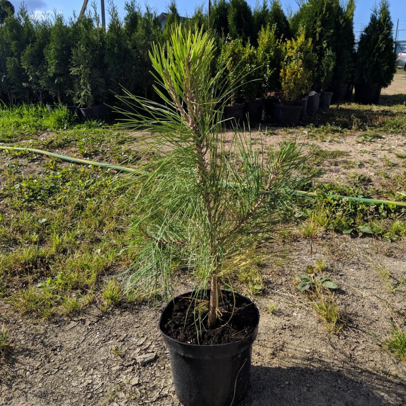 Pinus sibirica