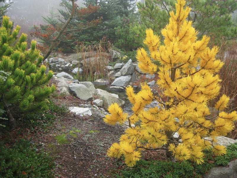 Сосна скрученная Pinus contorta 'Chief Joseph