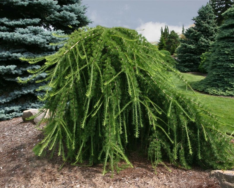 Лиственница европейская Larix
