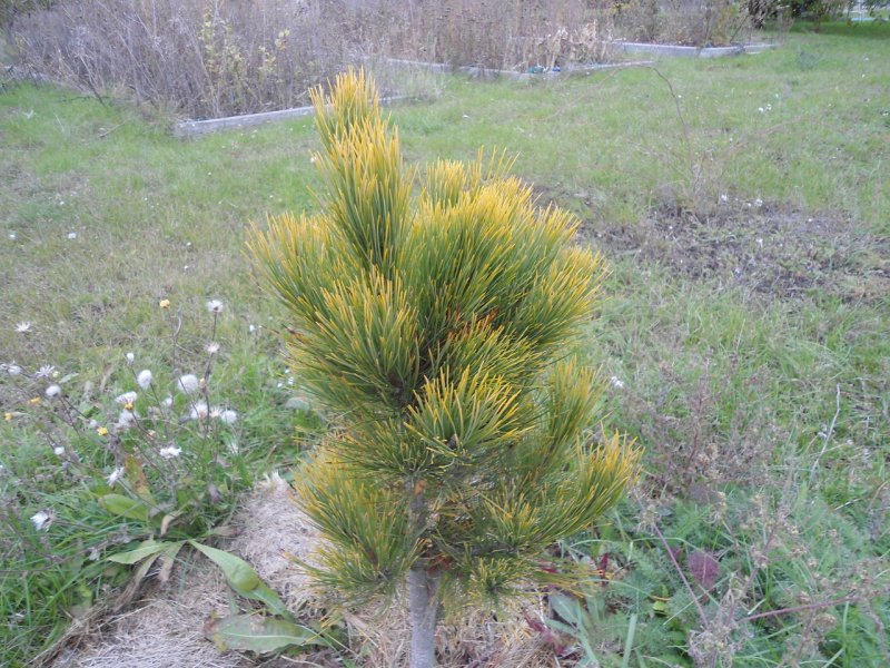 Pinus Sylvestris Candlelight