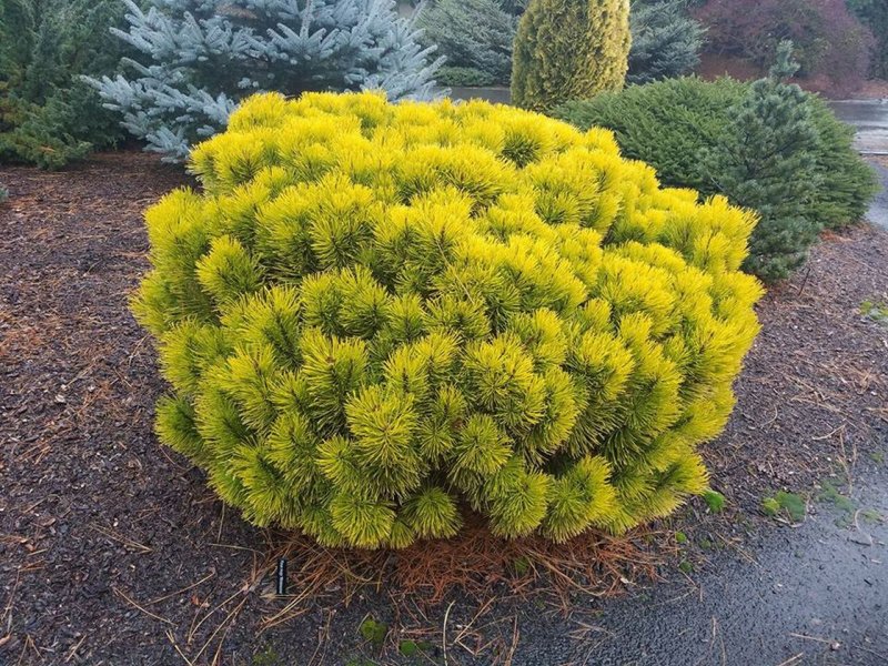 Pinus Sylvestris Wintergold